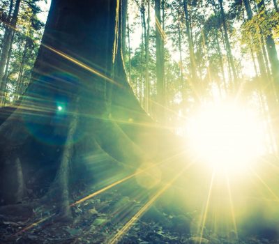 Jungle forest with Tree root and sun flare - vintage filter