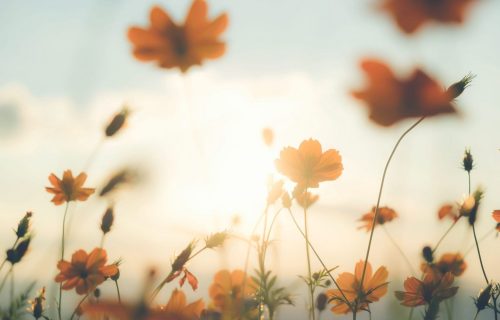 Vintage color filter cosmos flower field.